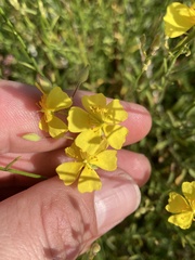 Crocanthemum suffrutescens (Crocanthemum suffrutescens)