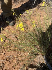 Crocanthemum suffrutescens (Crocanthemum suffrutescens)