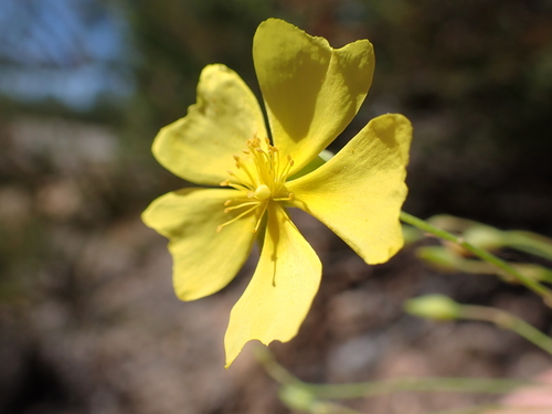 Crocanthemum suffrutescens (Crocanthemum suffrutescens)