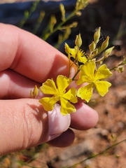 Crocanthemum suffrutescens (Crocanthemum suffrutescens)