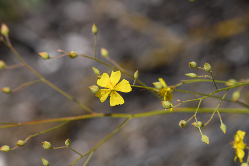 Crocanthemum suffrutescens (Crocanthemum suffrutescens)
