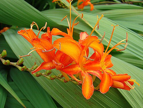 Swan crocosmia: A mainly garden flower known as Giant Montbretia, native to southeastern Africa. University of B.C. Botanical Gardens, Vancouver.