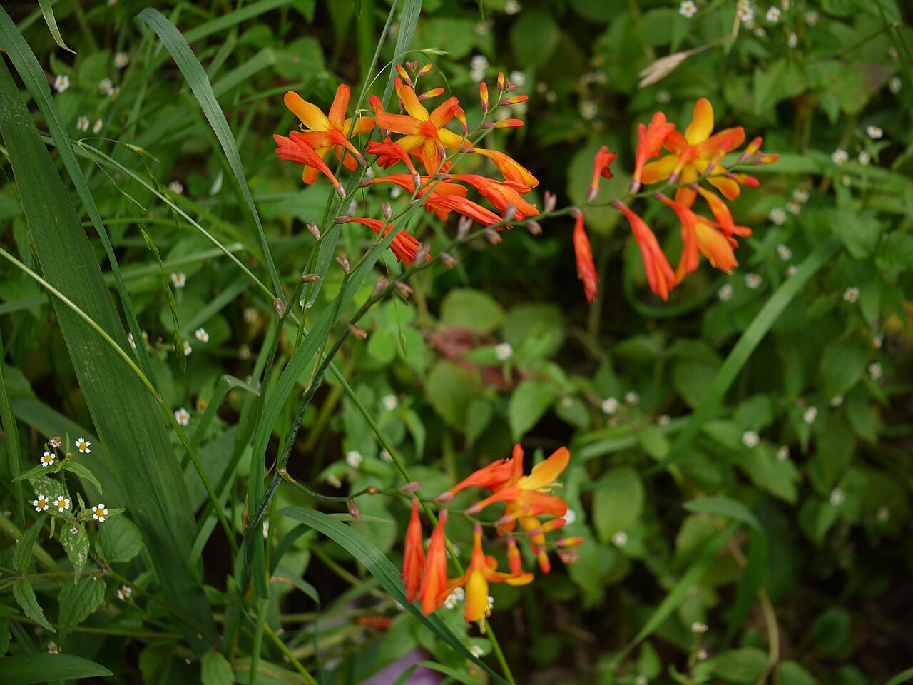 Swan crocosmia: commonly known as : south African crocosmia