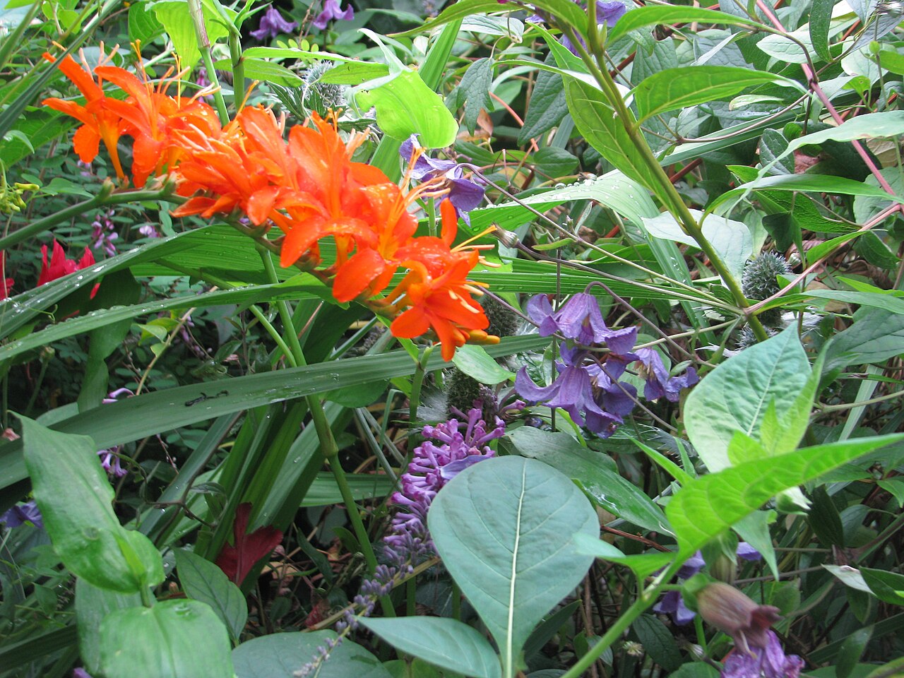 Swan crocosmia: Crocosmia masoniorum, Clematis x diversifolia Hendersonii & Buddleia lindleyana