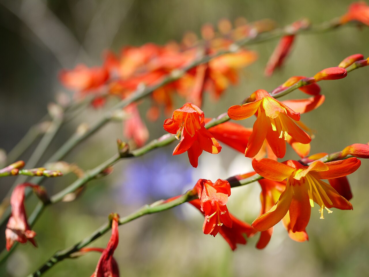 Swan crocosmia: commonly known as : south African crocosmia