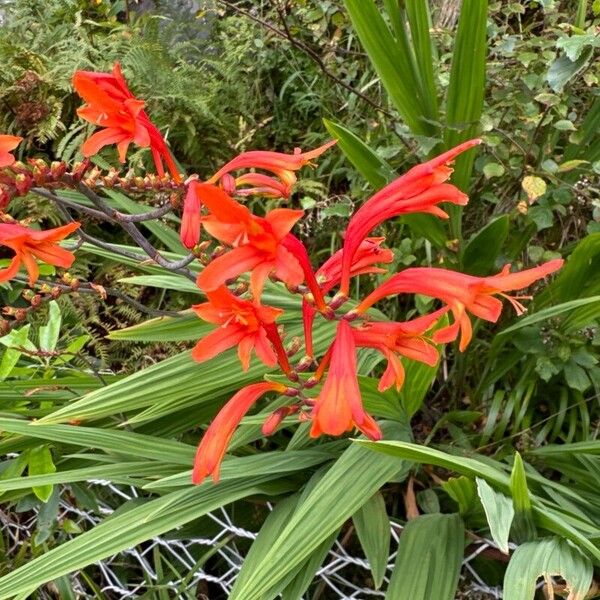 Zigzag crocosmia (Crocosmia paniculata)