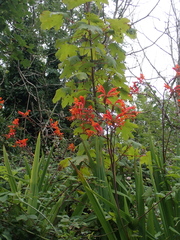 Zigzag crocosmia (Crocosmia paniculata)