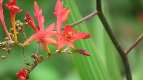 Zigzag crocosmia (Crocosmia paniculata)