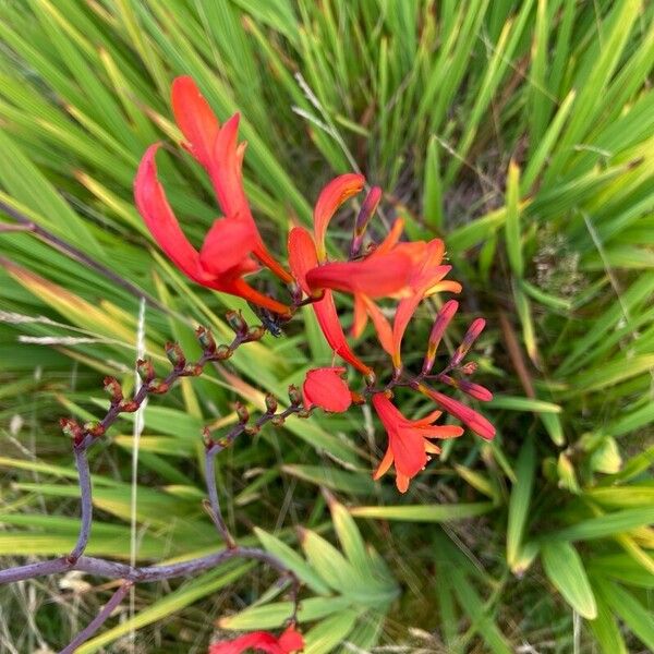 Zigzag crocosmia (Crocosmia paniculata)
