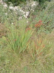 Zigzag crocosmia (Crocosmia paniculata)