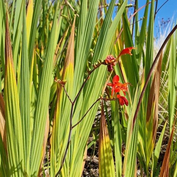 Zigzag crocosmia (Crocosmia paniculata)