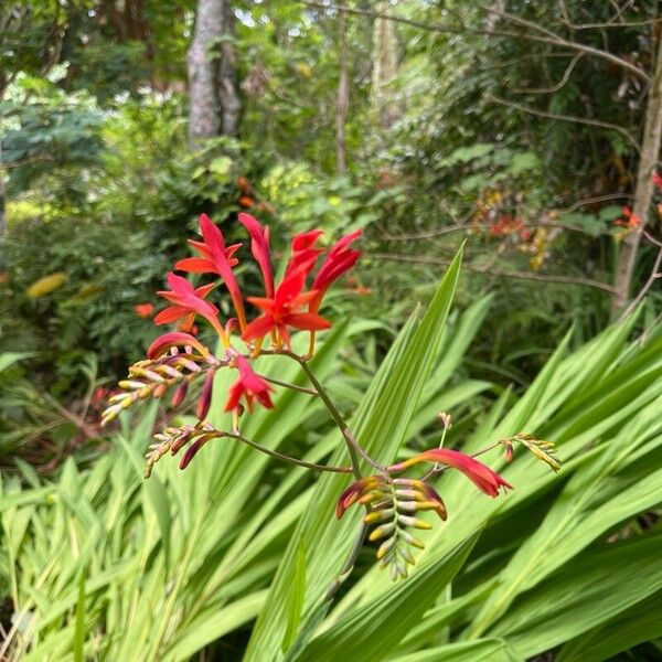 Zigzag crocosmia (Crocosmia paniculata)