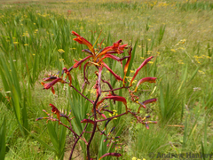 Zigzag crocosmia (Crocosmia paniculata)