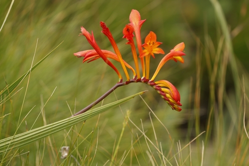 Crocosmia pearsei (Crocosmia pearsei)