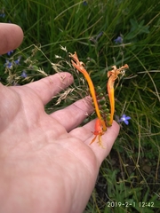 Crocosmia pearsei (Crocosmia pearsei)
