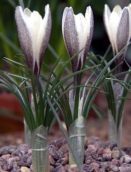 Crocus alatavicus: Crocus alatavicus