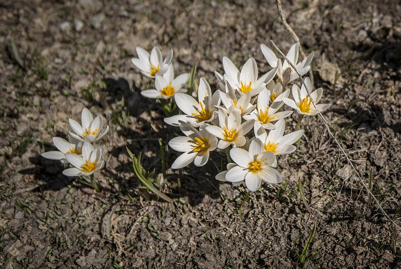 Crocus alatavicus: Spring crocus, Alamüdün Botanical Sanctuary, Kyrgyzstan