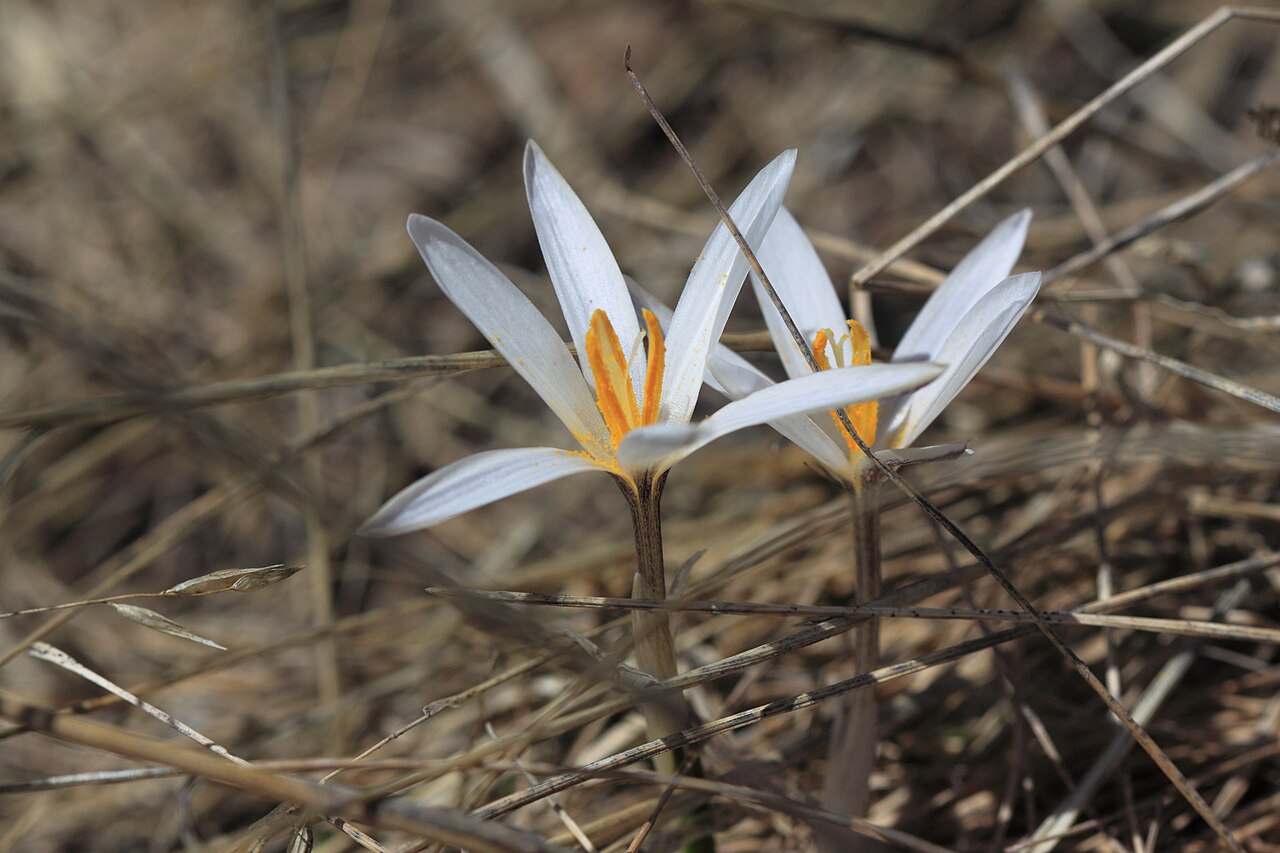 Crocus alatavicus: Same species in reflected ultraviolet