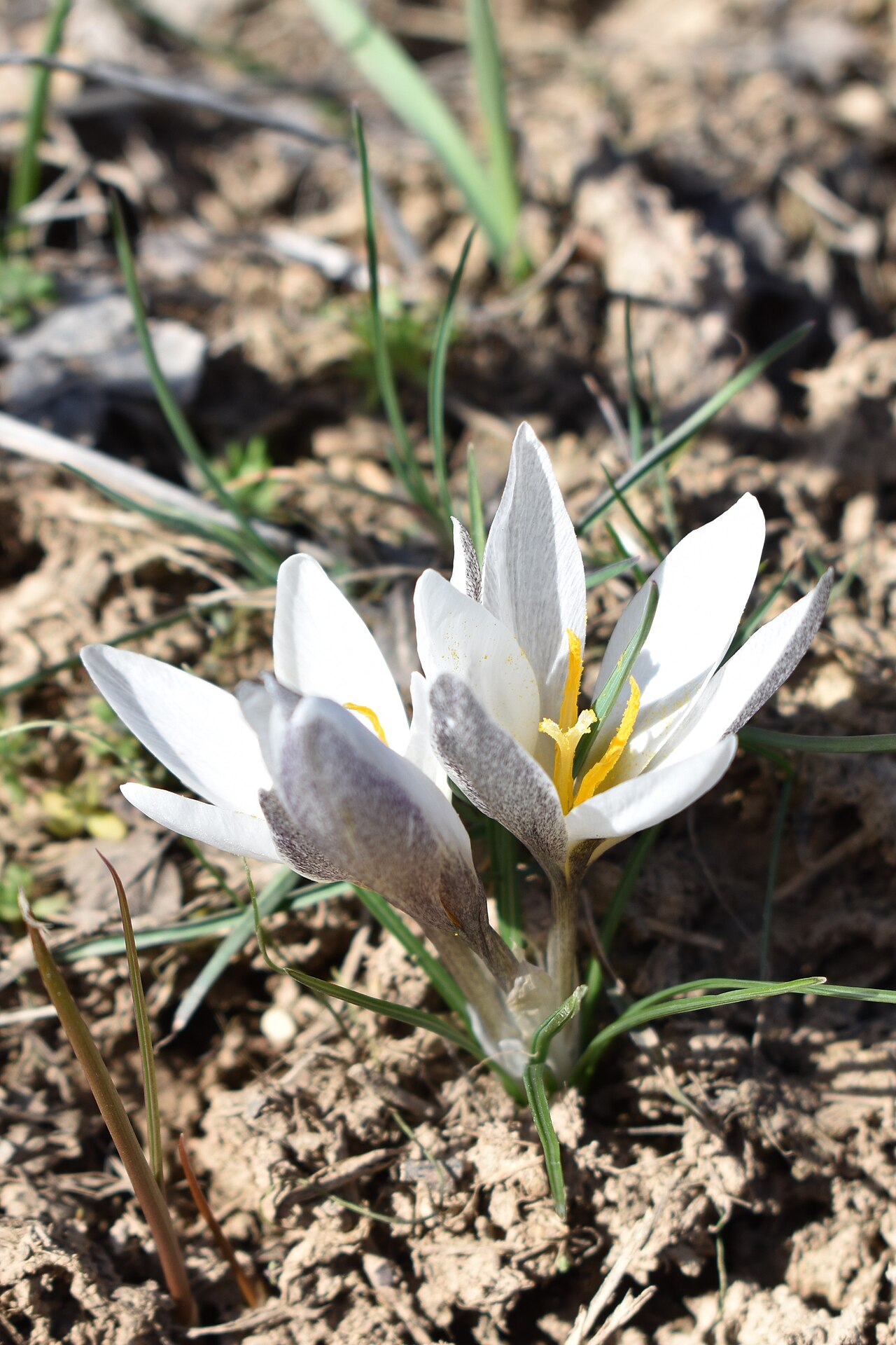 Crocus alatavicus: Шафран алатавский