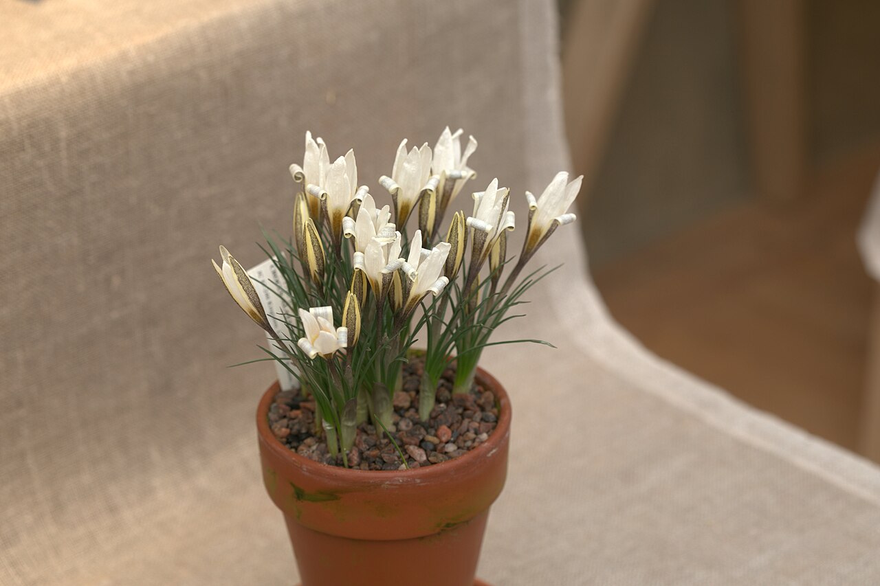 Crocus alatavicus: Crocus alatavicus at a Crocus exhibition in the greenhouses at Gothenburg Botanical Garden the spring 2016.