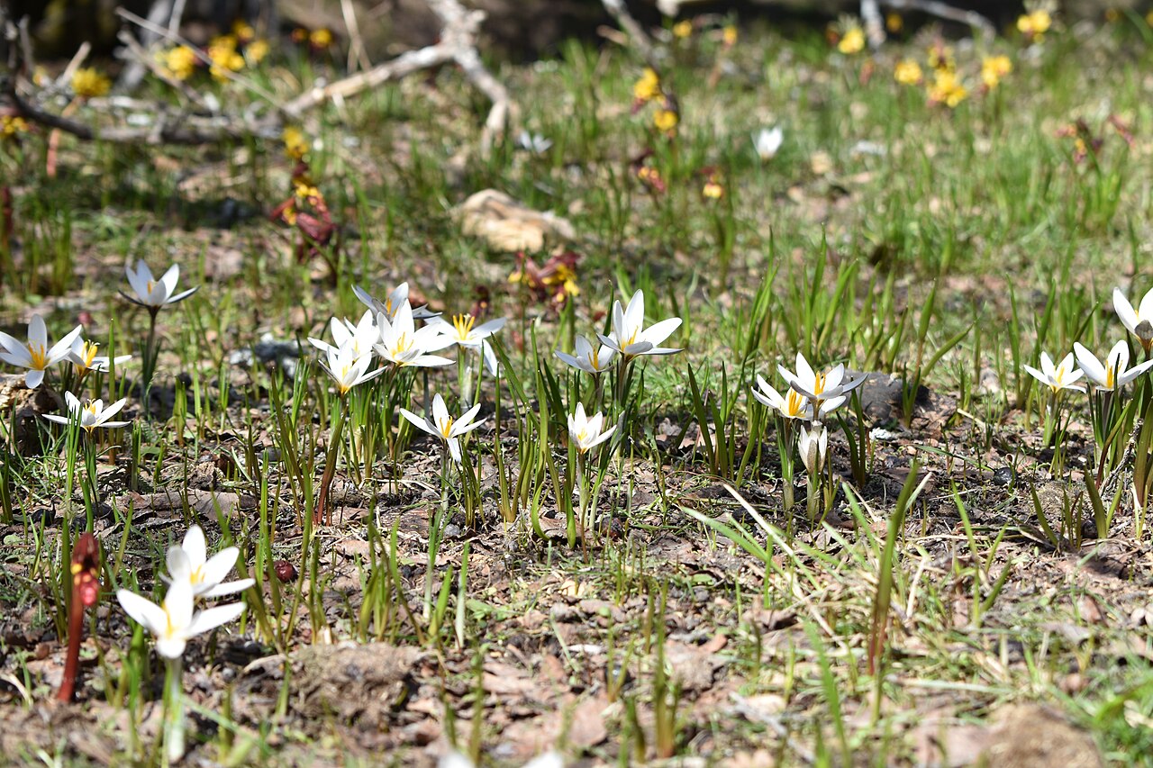 Crocus alatavicus: Шафран алатавский