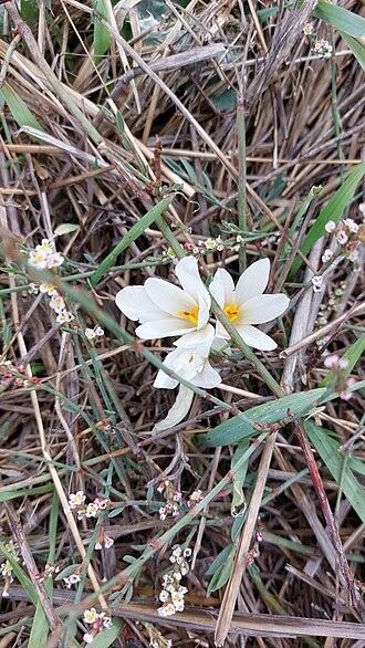 Crocus aleppicus: Aleppo Crocus ( Crocus aleppicus ) in Israel