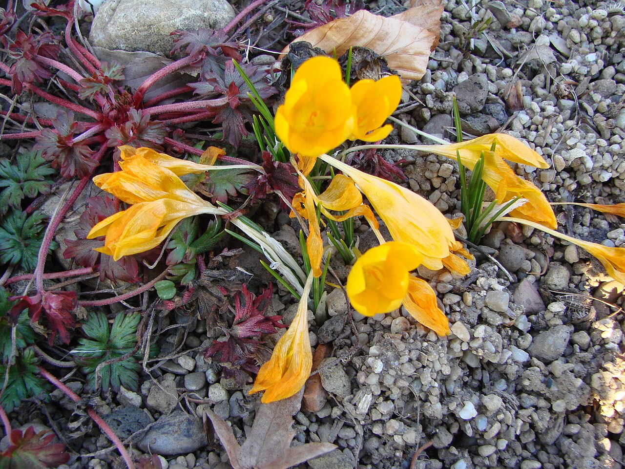 Crocus ancyrensis: Jardin botanique de l' Université de Zurich ( Suisse ) : Crocus ancyrensis G. Maw