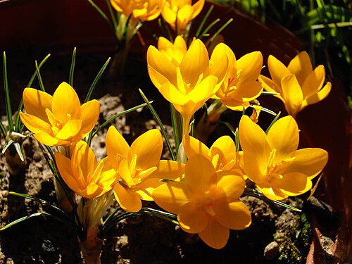 Crocus ancyrensis: Crocus ancyrensis