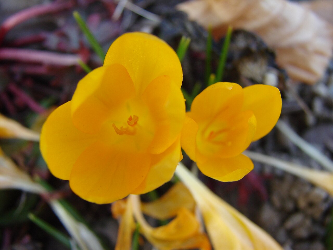 Crocus ancyrensis: Jardin botanique de l' Université de Zurich ( Suisse ) : Crocus ancyrensis G. Maw