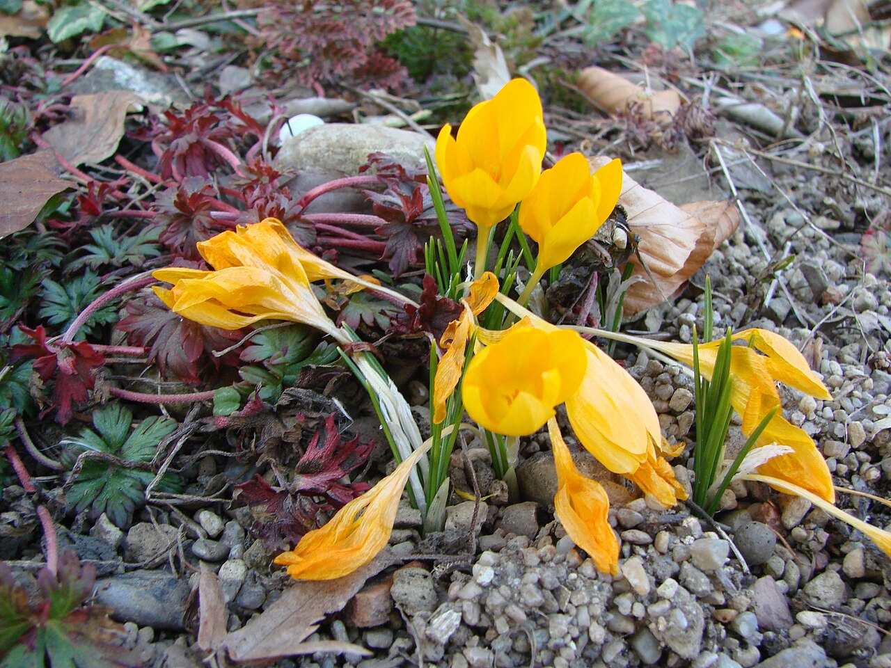 Crocus ancyrensis: Jardin botanique de l' Université de Zurich ( Suisse ) : Crocus ancyrensis G. Maw