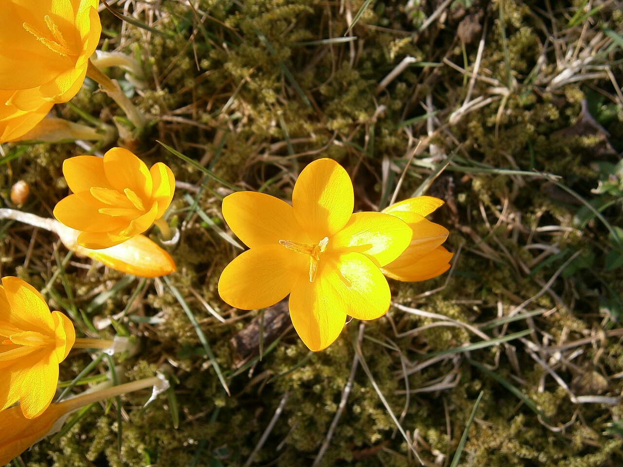 Crocus ancyrensis: Crocus ancyrensis close-up