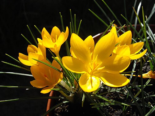 Crocus ancyrensis: Crocus ancyrensis