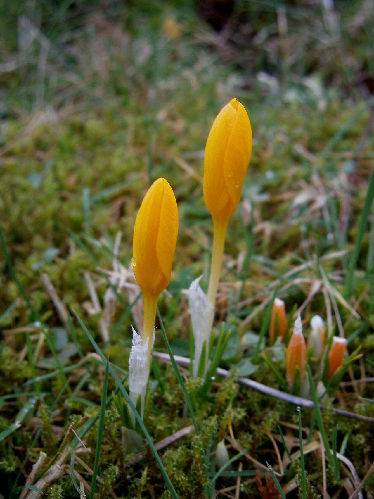 Crocus ancyrensis: Crocus ancyrensis closed