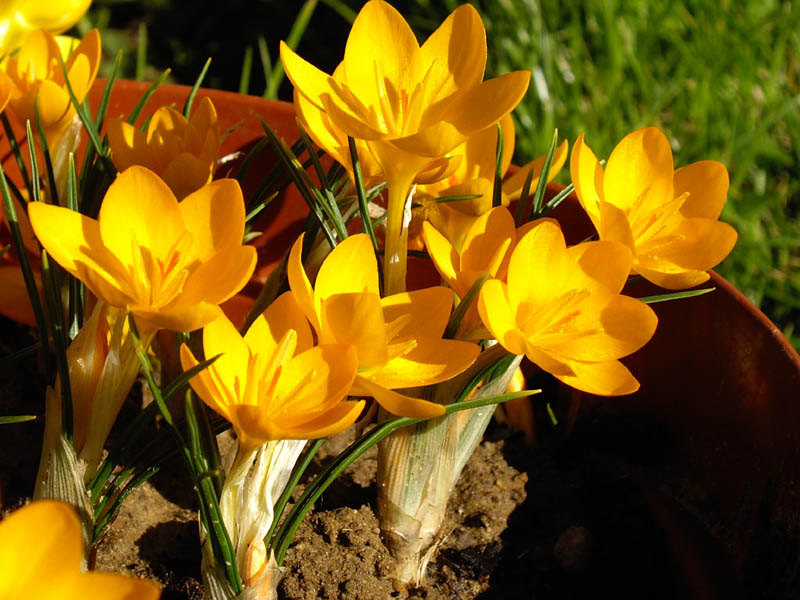 Crocus ancyrensis: Crocus ancyrensis