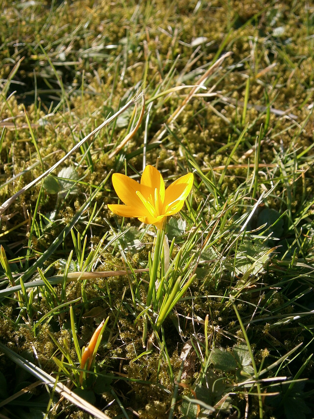 Crocus ancyrensis: Crocus ancyrensis