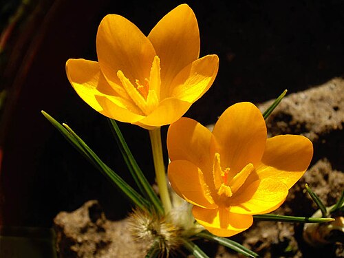 Crocus ancyrensis: Crocus ancyrensis
