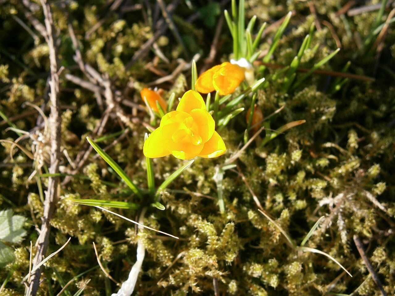 Crocus ancyrensis: Crocus ancyrensis close-up