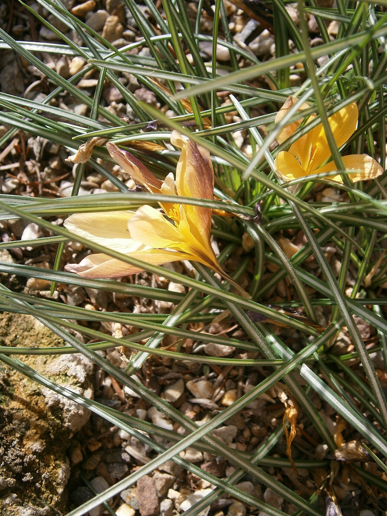 Cloth of gold: Crocus_angustifolius side-view