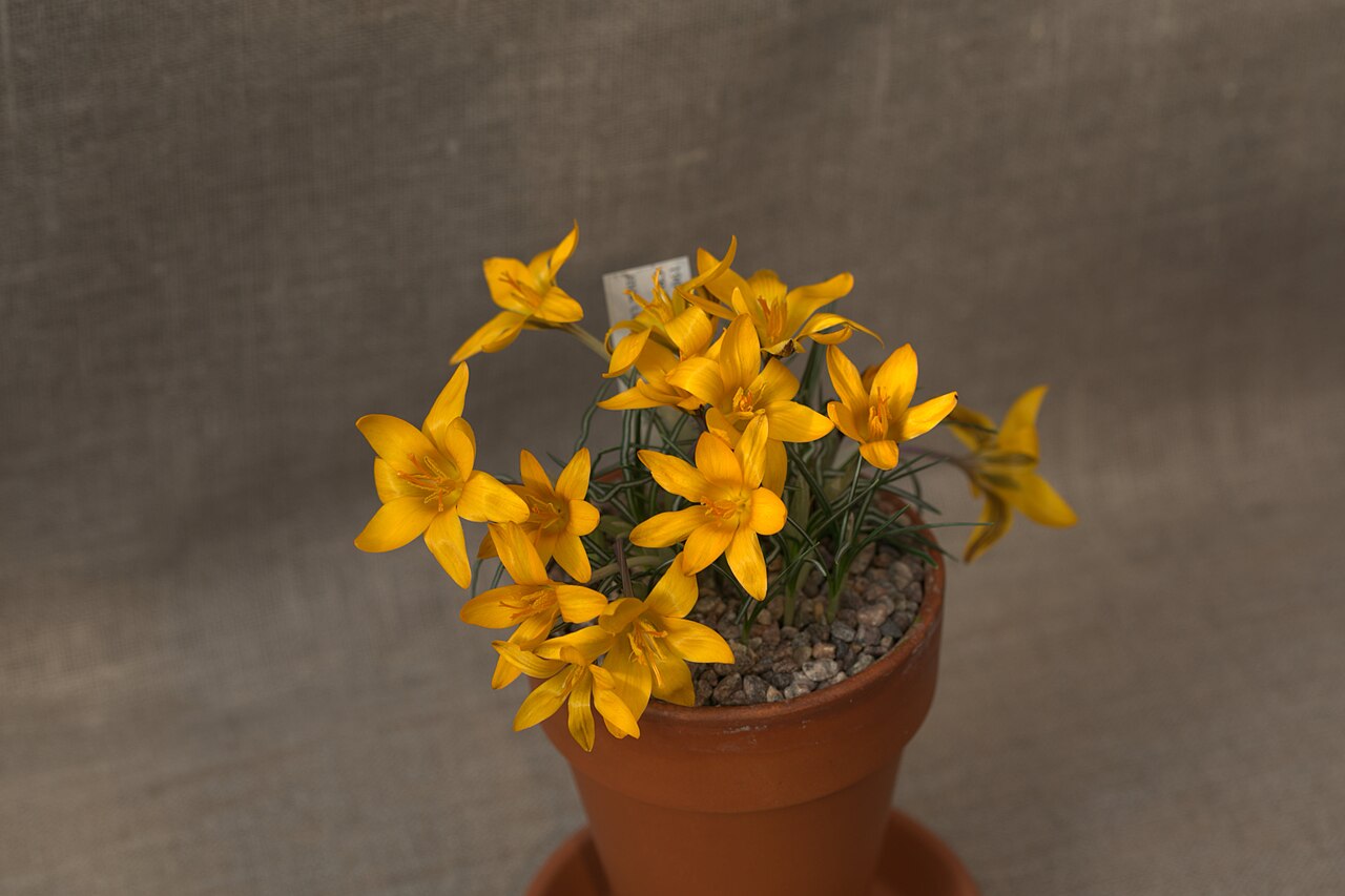 Cloth of gold: Crocus angustifolius at a Crocus exhibition in the greenhouses at Gothenburg Botanical Garden the spring 2016.