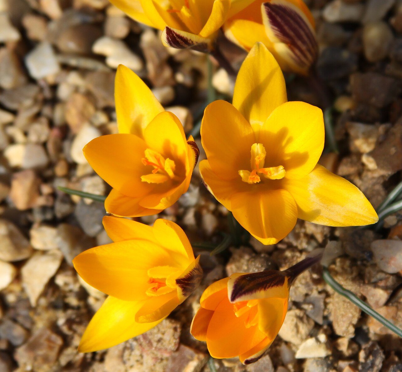 Cloth of gold: Royal Botanic Garden Kew