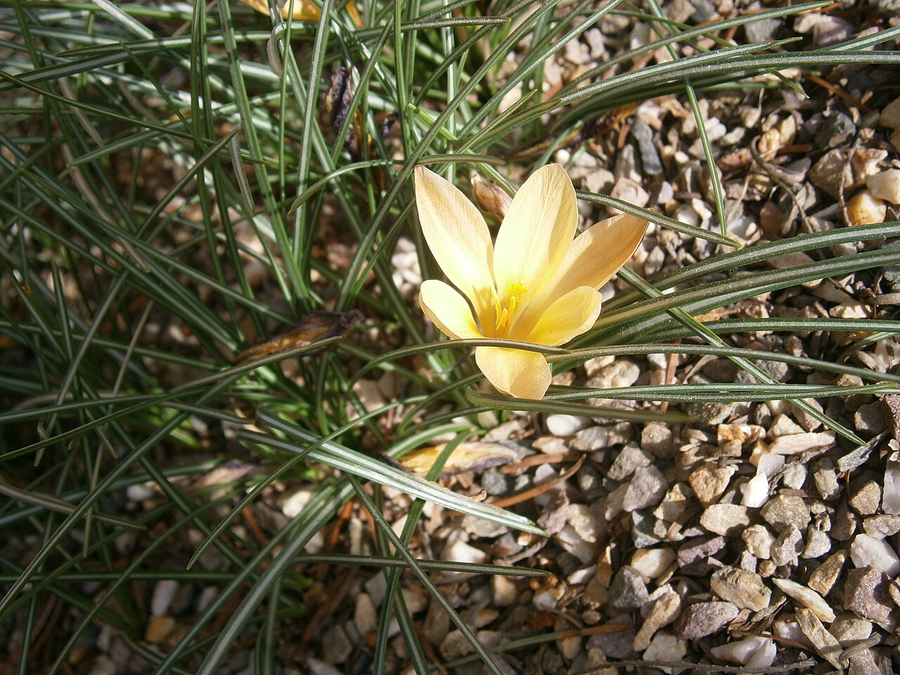 Cloth of gold: Crocus_angustifolius