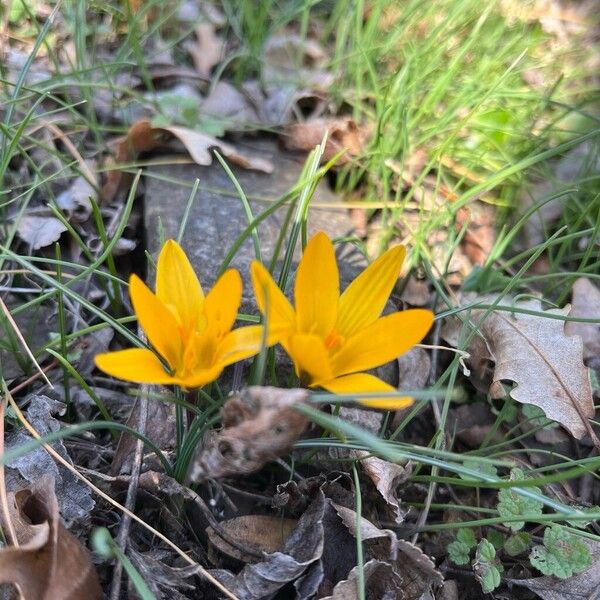 Cloth of gold (Crocus angustifolius)