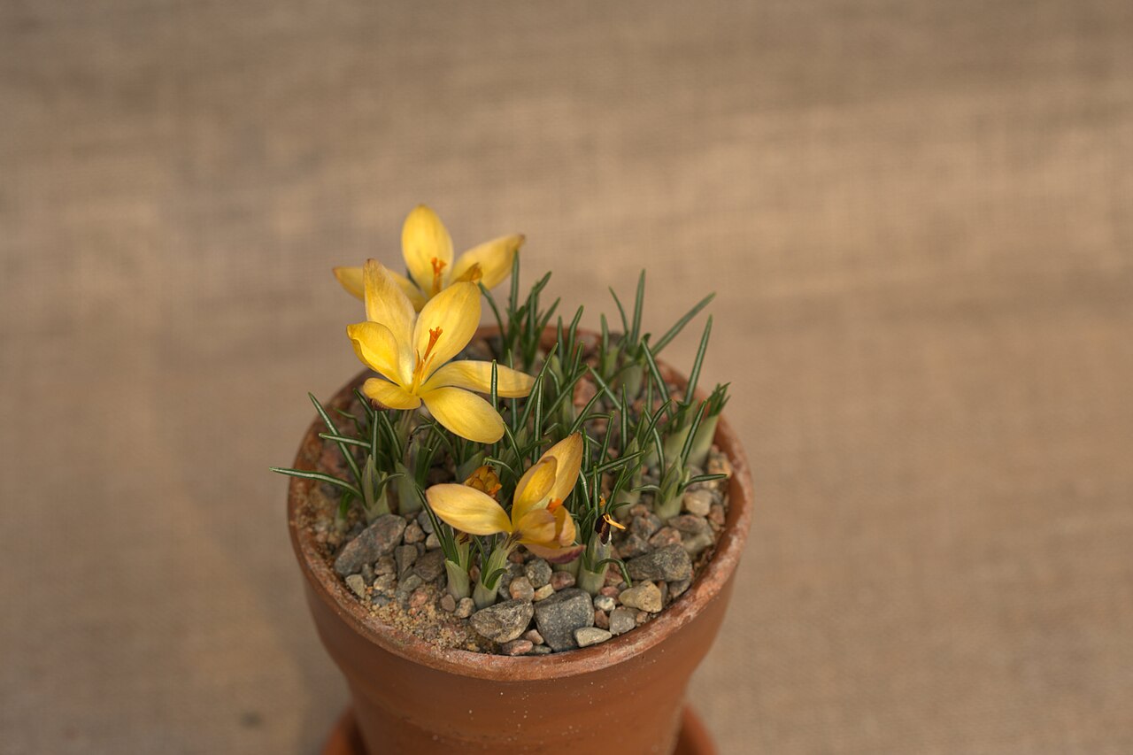 Cloth of gold: Crocus angustifolius 'Bronze Form' at a Crocus exhibition in the greenhouses at Gothenburg Botanical Garden the spring 2016.