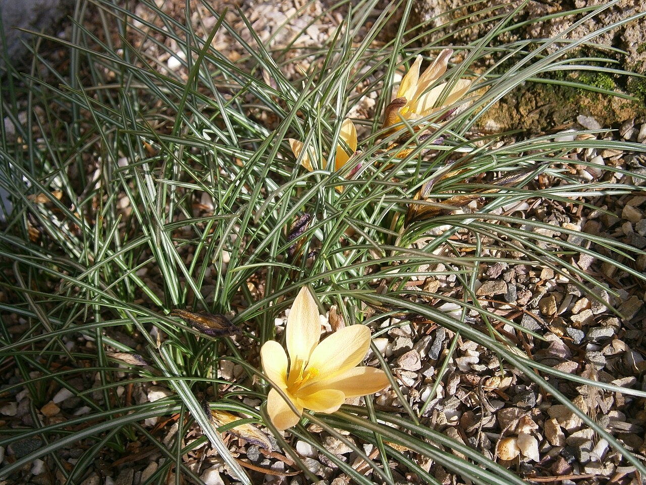 Cloth of gold: Crocus angustifolius