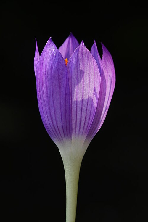 Crocus autranii: This rare crocus is restricted to a single gorge within the disputed territory of Abkhazia -a no go area of Georgia in the western Transcaucasus currently contr