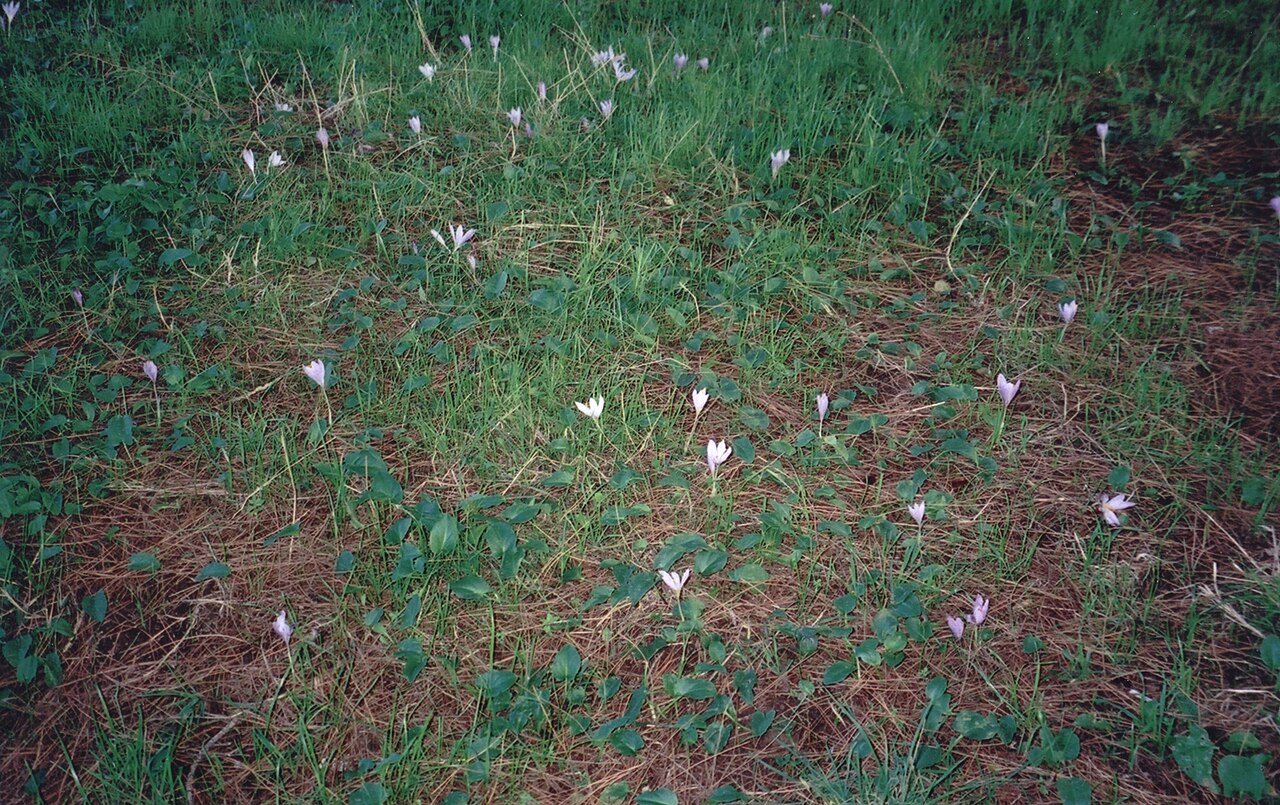 Crocus autumnalis: Crocus clusii , Chipiona, Cádiz, España.