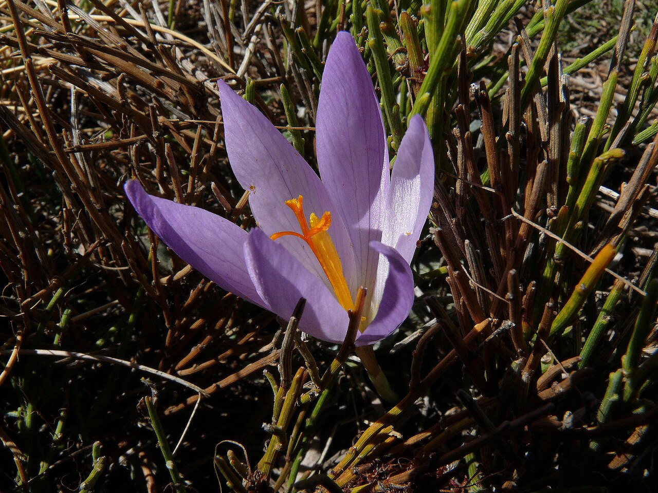 Crocus autumnalis: Crocus serotinus