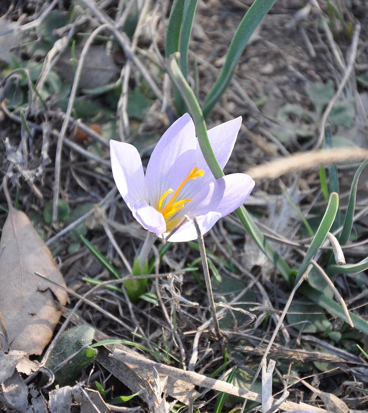 Crocus autumnalis: Azafrán de otoño ( Crocus serotinus subsp. salzmannii ), Ceuta, España.