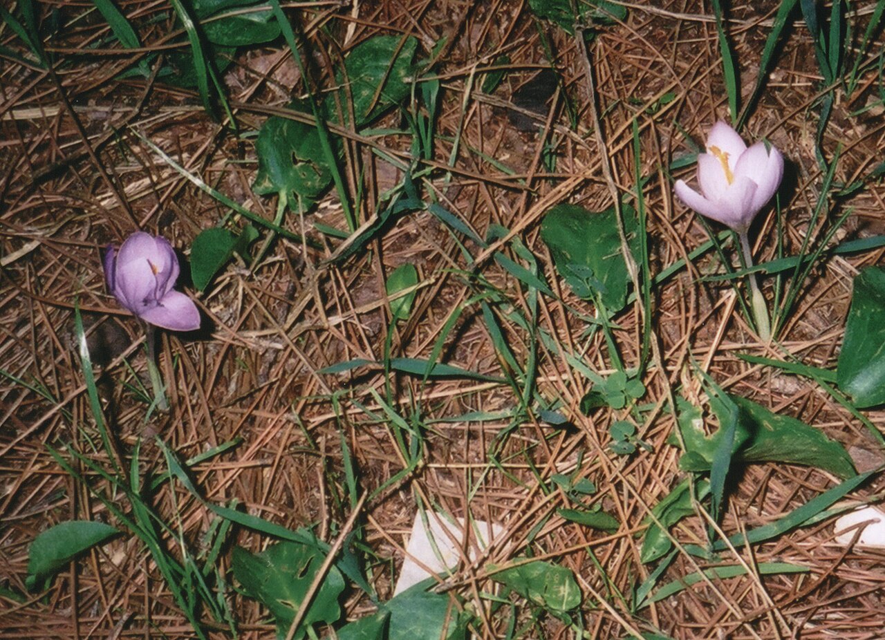Crocus autumnalis: Crocus clusii , Chipiona, Cádiz, España.