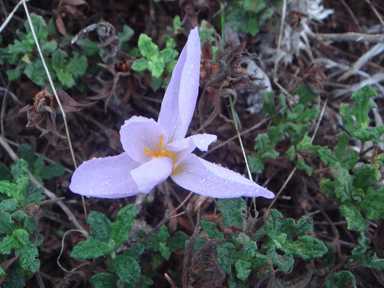 Crocus autumnalis: Azafrán de otoño ( Crocus serotinus subsp. salzmannii ), Ceuta, España.